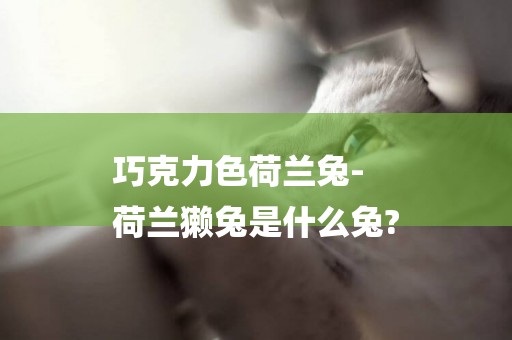 巧克力色荷蘭兔-
荷蘭獺兔是什么兔?