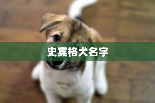 史賓格犬名字