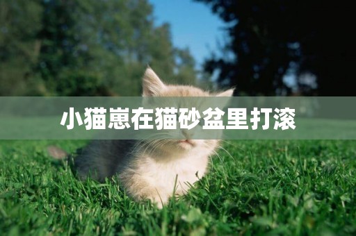 小貓崽在貓砂盆里打滾