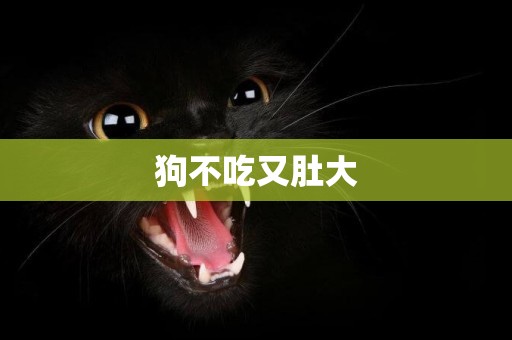 狗不吃又肚大