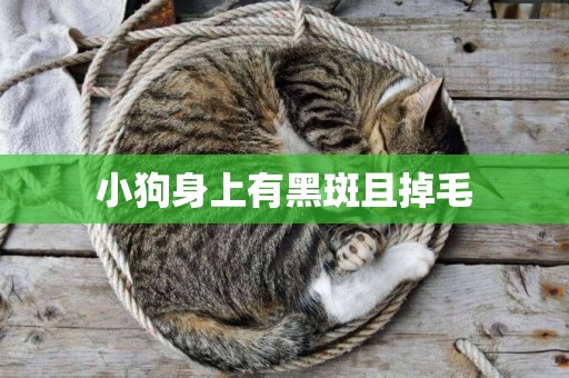 小狗身上有黑斑且掉毛