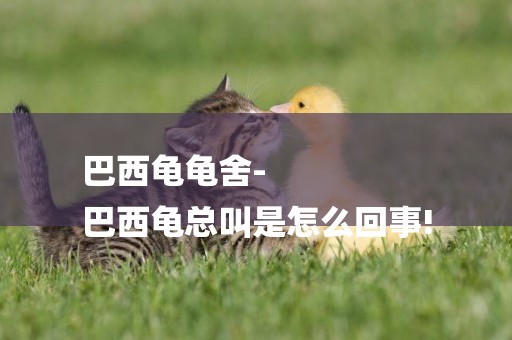 巴西龜龜舍-
巴西龜總叫是怎么回事!