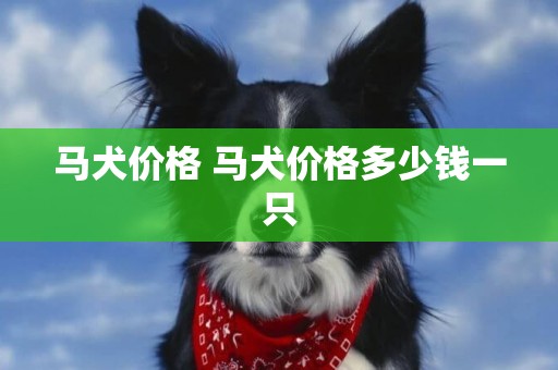 馬犬價格 馬犬價格多少錢一只