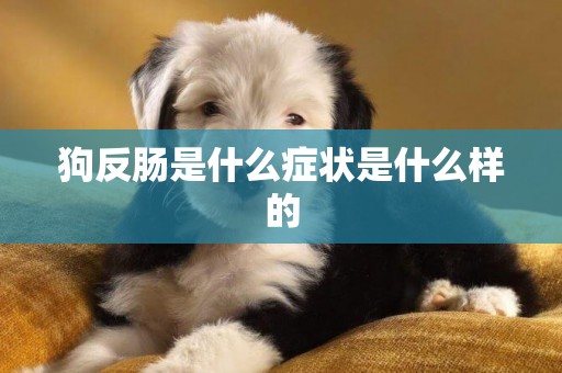 狗反腸是什么癥狀是什么樣的