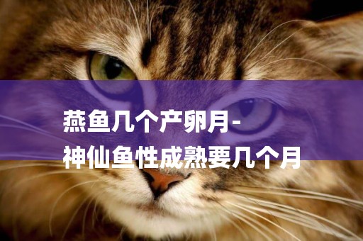 燕魚幾個產卵月-
神仙魚性成熟要幾個月