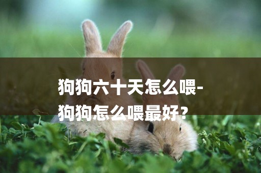 狗狗六十天怎么喂-
狗狗怎么喂最好？