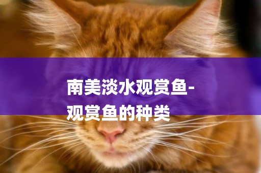 南美淡水觀賞魚-
觀賞魚的種類
