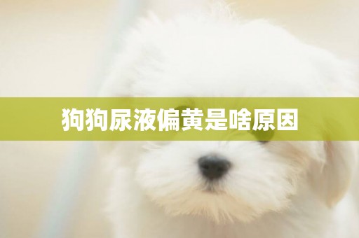 狗狗尿液偏黃是啥原因