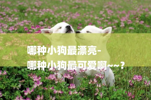 哪種小狗最漂亮-
哪種小狗最可愛啊~~？