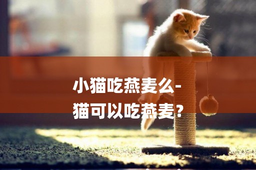 小貓吃燕麥么-
貓可以吃燕麥？