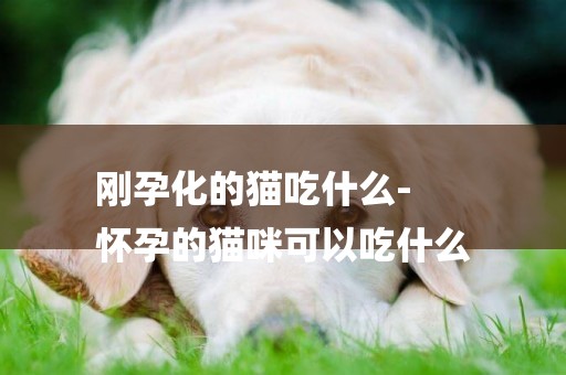 剛孕化的貓吃什么-
懷孕的貓咪可以吃什么