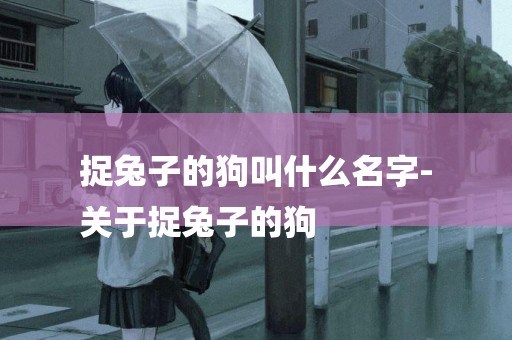 捉兔子的狗叫什么名字-
關于捉兔子的狗
