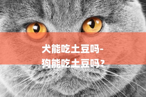 犬能吃土豆嗎-
狗能吃土豆嗎？