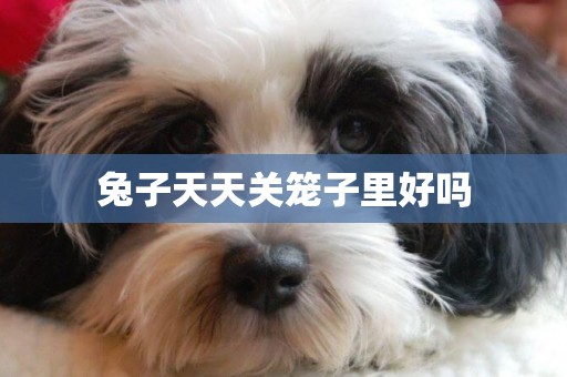 兔子天天關籠子里好嗎