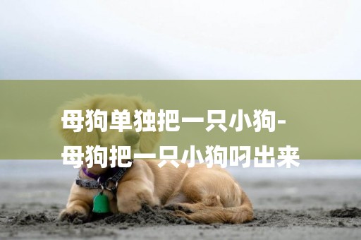 母狗單獨把一只小狗-
母狗把一只小狗叼出來