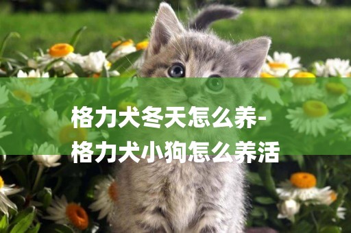 格力犬冬天怎么養-
格力犬小狗怎么養活