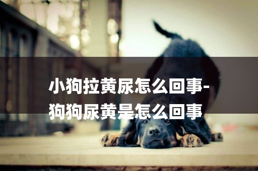 小狗拉黃尿怎么回事-
狗狗尿黃是怎么回事