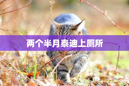兩個半月泰迪上廁所