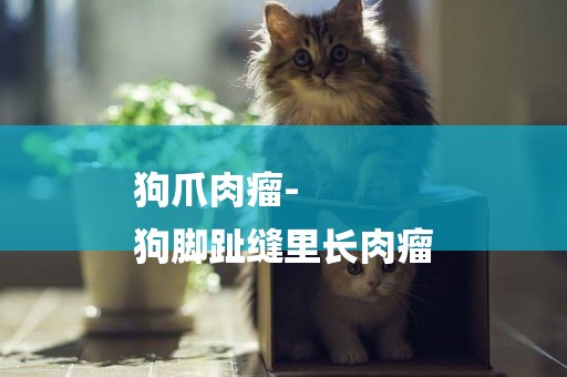 狗爪肉瘤-
狗腳趾縫里長肉瘤
