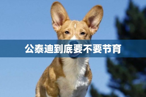 公泰迪到底要不要節育