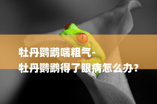 牡丹鸚鵡喘粗氣-
牡丹鸚鵡得了眼病怎么辦？