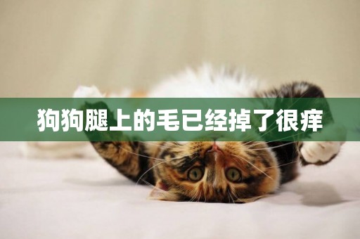 狗狗腿上的毛已經掉了很癢