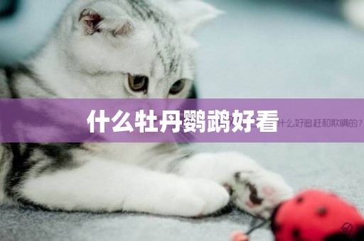 什么牡丹鸚鵡好看