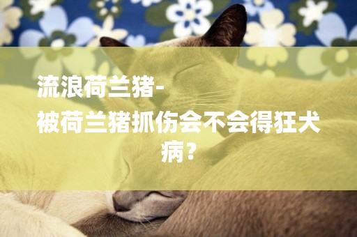 流浪荷蘭豬-
被荷蘭豬抓傷會不會得狂犬病？