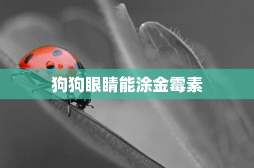狗狗眼睛能涂金霉素