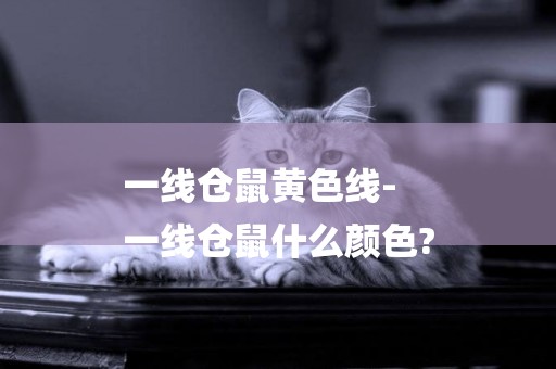 一線倉鼠黃色線-
一線倉鼠什么顏色?