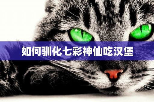 如何馴化七彩神仙吃漢堡
