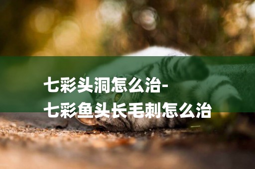 七彩頭洞怎么治-
七彩魚頭長毛刺怎么治