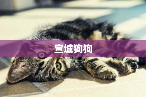 宣城狗狗
