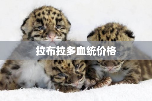 拉布拉多血統價格
