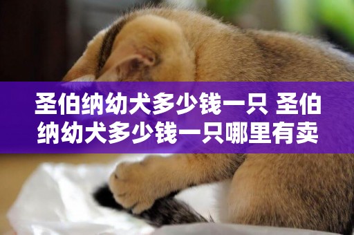 圣伯納幼犬多少錢一只 圣伯納幼犬多少錢一只哪里有賣