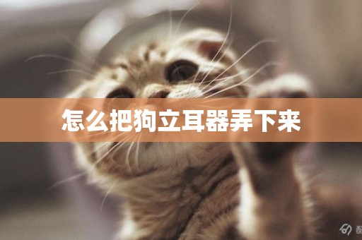 怎么把狗立耳器弄下來