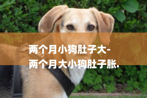 兩個月小狗肚子大-
兩個月大小狗肚子脹.