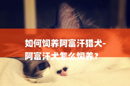 如何飼養阿富汗獵犬-
阿富汗犬怎么飼養？