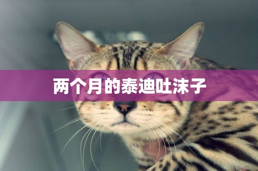 兩個月的泰迪吐沫子