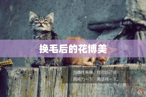 換毛后的花博美