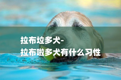 拉布垃多犬-
拉布啦多犬有什么習性