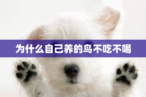 為什么自己養的鳥不吃不喝