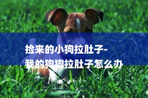 撿來的小狗拉肚子-
我的狗狗拉肚子怎么辦