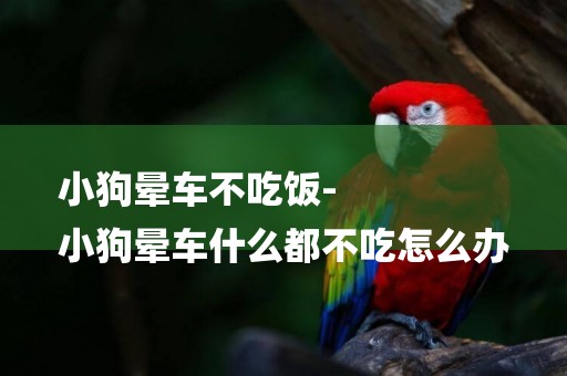 小狗暈車不吃飯-
小狗暈車什么都不吃怎么辦