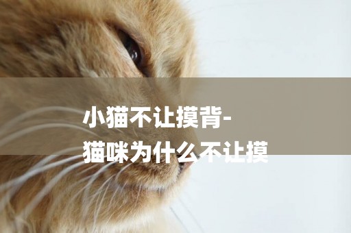 小貓不讓摸背-
貓咪為什么不讓摸