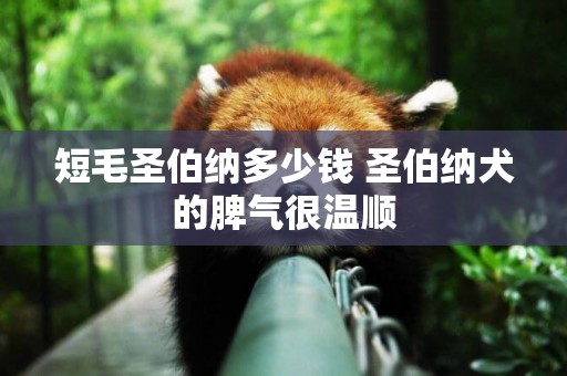 短毛圣伯納多少錢 圣伯納犬的脾氣很溫順
