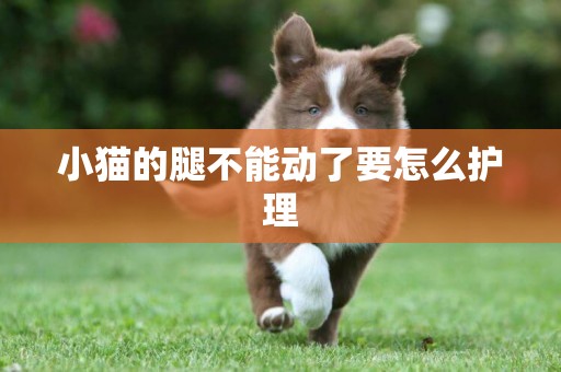 小貓的腿不能動了要怎么護理