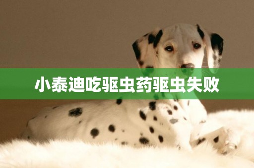 小泰迪吃驅蟲藥驅蟲失敗