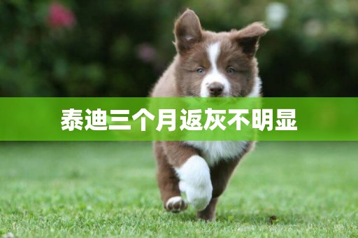 泰迪三個月返灰不明顯