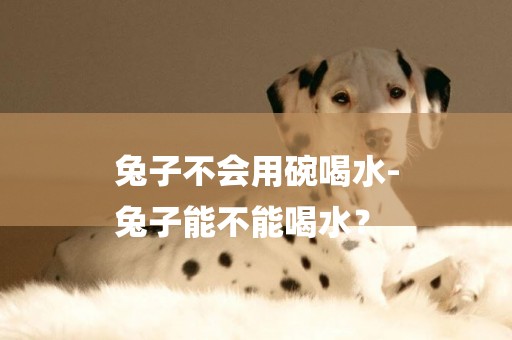 兔子不會用碗喝水-
兔子能不能喝水？